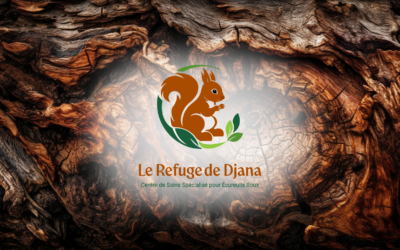 Accompagnement complet — Le Refuge de Djana – Centre de soins spécialisé pour les écureuils roux en Eure-et-Loir (28)